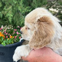 Boy 4 - Buff male Cocker Spaniel puppy in Trinidad, Colorado from Sweet Cockers