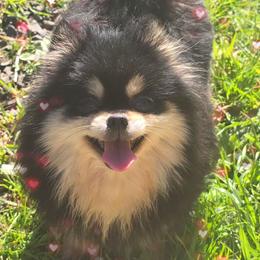 Cupcake Akc - Pomeranian