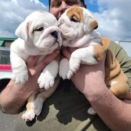 Bulldogs from Jennifer May's Bulldogs