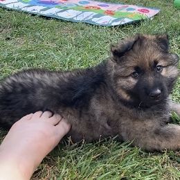 German Shepherd Puppies from Celtic Rose German Shepherds