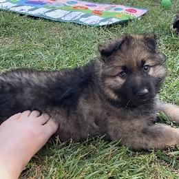 German Shepherd Puppies from Celtic Rose German Shepherds