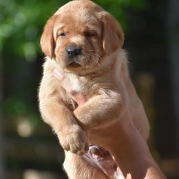 Blaze - Yellow male Labrador Retriever puppy in Carthage, North Carolina from Wicked Pines Retrievers