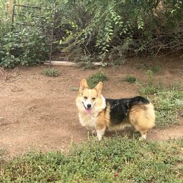Hatch - Pembroke Welsh Corgi