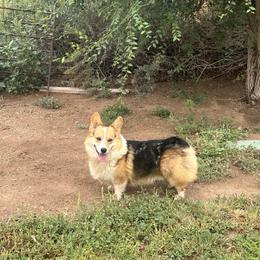 Hatch - Pembroke Welsh Corgi