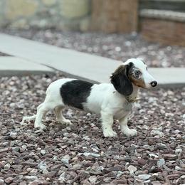 River - Dachshund