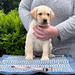 Katerina (pink collar) - Yellow Labrador Retriever puppy in Eugene, Oregon from LakeHouse Labrador Retriever LLC