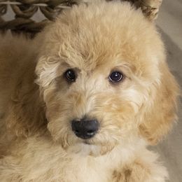 Pikachu - Bernedoodle puppy from Our Little Farm Life Doodles