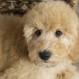 Pikachu - Bernedoodle puppy from Our Little Farm Life Doodles