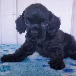 Cocker Spaniel Puppies from Top Notch Sporting Dogs