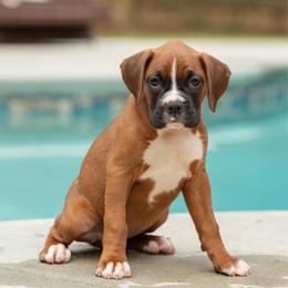 Gray - Fawn female Boxer puppy in Georgia from Stephanie’s Boxers