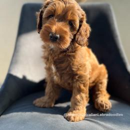 Australian Labradoodle Puppies from Miami Australian Labradoodles