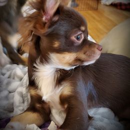 Chihuahua Puppies from Fine Whines & Lickers