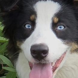 Australian Shepherds from Awesome Wigglin Aussies