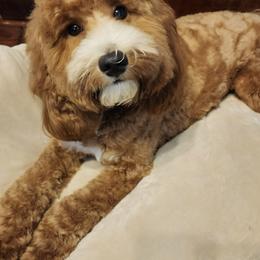 Goldendoodle All Grown Up from Scherrer Sweet Goldendoodles