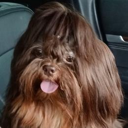 ROMEO - Shih Tzu