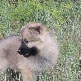 White collar - Sable female German Shepherd puppy in Durango, Colorado from Silver Starr Shepherds