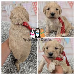 BROOKS - F1 English Goldendoodle - OFA-Genetics-2 Year Warranty. Apple Creek Doodles - Since 2004. - Cream male Goldendoodle puppy in Jeddo, Michigan from Apple Creek Doodles