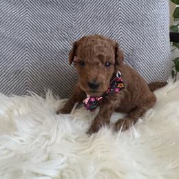 Ant - Red  male Goldendoodle puppy in Davie, Florida from Daviegoldendoodles
