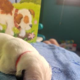Hunter - White and black male Dalmatian puppy in Grant, Michigan from Savannah Woltanski