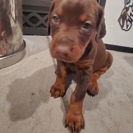 Doberman Pinscher and Pomeranian Puppies from Legendary Kennels