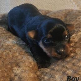 Bosco - Black and tan male Yorkshire Terrier puppy in Cheektowaga, New York from Mike's Puppies