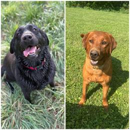 Labrador Retriever puppies from Sager’s Labrador Puppies