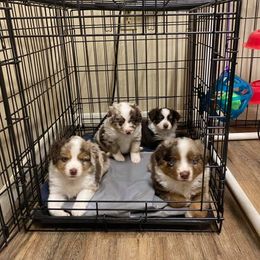 Miniature Australian Shepherd and Toy Australian Shepherd Puppies from Bar IV Aussies