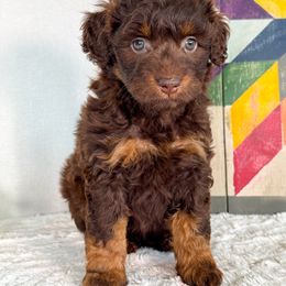 Carmel Corn - Red phantom female Aussiedoodle puppy in Shiocton, Wisconsin from White Star Acres