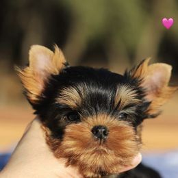 Girl 1 - Blue and gold female Yorkshire Terrier puppy in Placerville, California from Diamond Springs Kennel