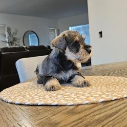 Male 1 - Black and silver male Miniature Schnauzer puppy in Chino, California from So Cal Schnauzer