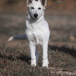 Halle - White female Berger Blanc Suisse puppy in Chestnut, Illinois from Fireside Fernweh