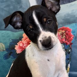 Nesta - Black brindle and white female American Hairless Terrier puppy in Visalia, California from OakSahara