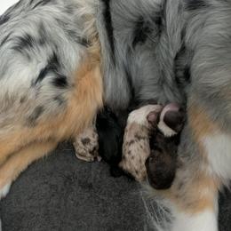 Red Merle 2 - Red merle female Australian Shepherd puppy in Lake Stevens, Washington from Barking Creek Ranch