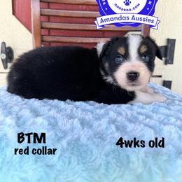 BTM red collar - Black tri-color male Australian Shepherd puppy in Greenville, Texas from Amandas Aussies