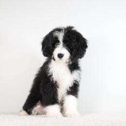 Mesa - Black and white female Bernedoodle puppy in Caldwell, Idaho from Boise Doodle Co.