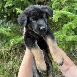 Orange collar female - Black and tan female German Shepherd puppy in Winterport, Maine from Vom Stevens Old Fashioned German Shepherds