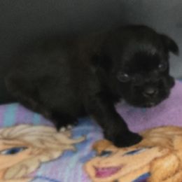 Boy 1 - Liver and white male Shih Tzu puppy in White Pigeon, Michigan from Kathys Yorkie and Shih-tzu Cuties