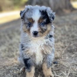 Boy 1 - Miniature Australian Shepherd puppy in Paris, Texas from Kuttin’ Up Mini Aussies