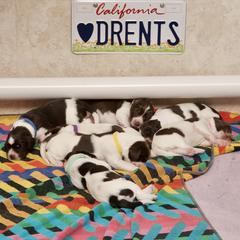 Drentsche Patrijshond Puppies from California Drents