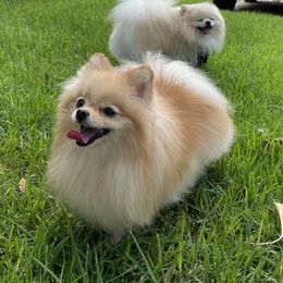 Fibi - Pomeranian