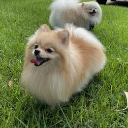 Fibi - Pomeranian