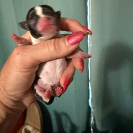 Princess Daisy - Black and white female Chihuahua puppy in Dime Box, Texas from Color Me Crazy Chihuahuas