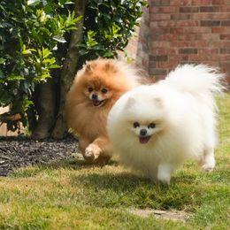 Pomeranians from Perennial Poms, LLC