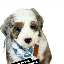 Fenway - Blue merle male Bernedoodle puppy in Wellsville, Kansas from Fancy Farm Manor Doodles