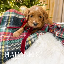 Habanero - Red  male Goldendoodle puppy in Schulenbrug, Texas from Wright Doodles & Poodles