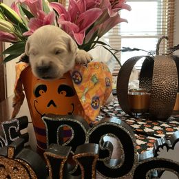 Golden Retriever Puppies from Tupelo Honey Farm's Golden Retrievers