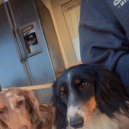 Dachshund Puppies from Bootheel Doxies