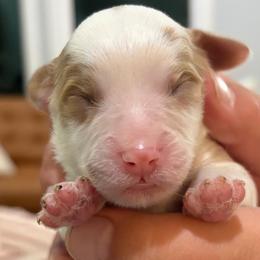 Boy 1 - White male Cavapoo puppy in Pasco, Washington from Beth's Cavapoos