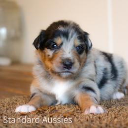 Macchiato - Blue merle male Australian Shepherd puppy in Stephenville, Texas from AW Standard Aussies