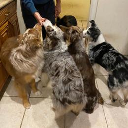 Australian Shepherds from RyCharlian Oaks